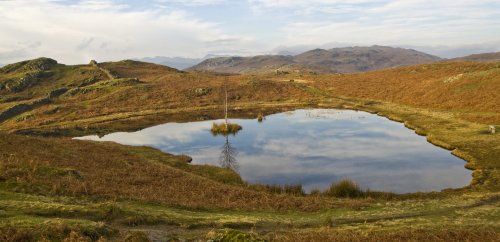 Lily Tarn