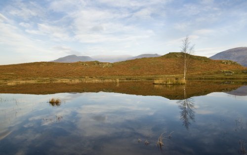 Reflections on Lily Tarn