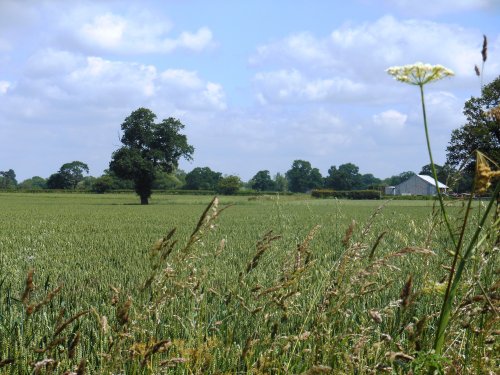 Farmland, Bilton
