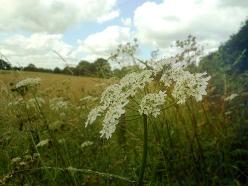 Country walk, Thurlaston