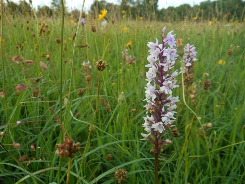 Common Spotted Orchid, Draycote Meadow
