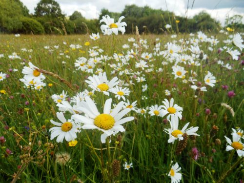 Wildflower meadow, Draycote