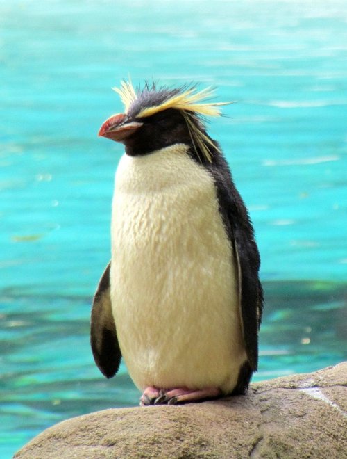A Rock Hopper Penguin