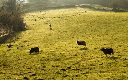 Sheep near Grasmere
