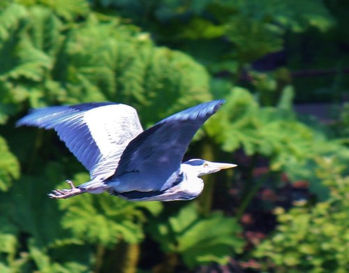 Heron