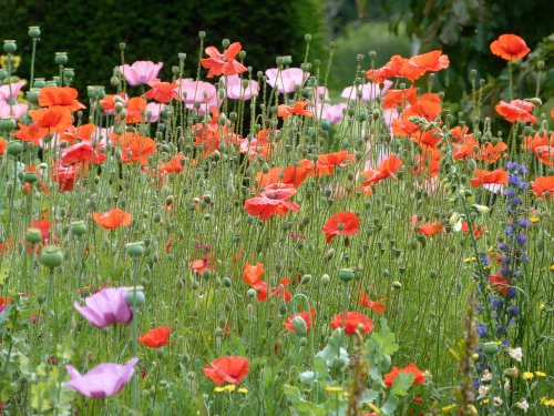 Part of the wild garden at the priory