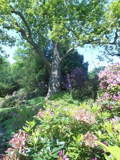 Rhododendron Dell, Kew Gardens