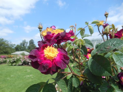 Rose Garden, Kew gardens