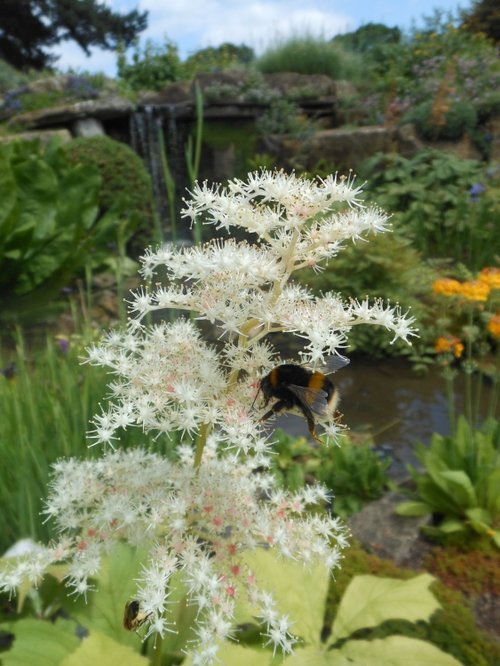 Bee, Kew gardens