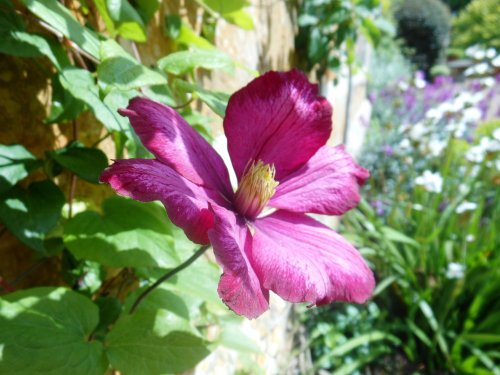Flower, Coton Manor garden