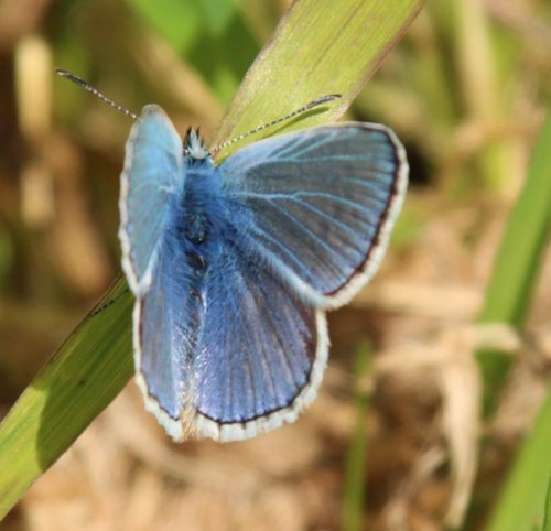 Beautiful blue butterfly