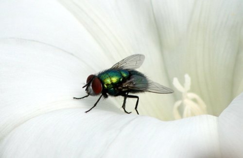 a fly,  coteford infant school nature area