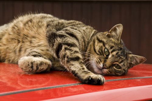 An Ambleside cat 2