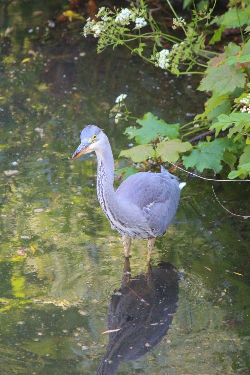 Heron