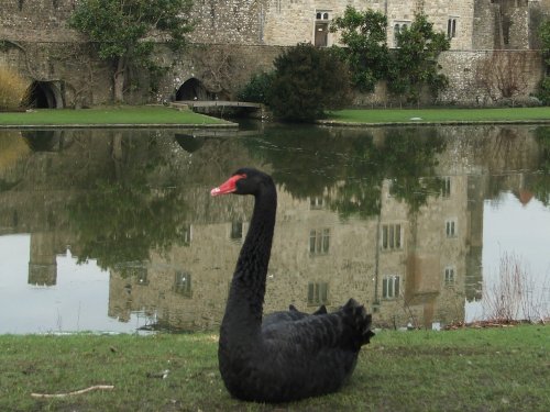 Black swan Leeds Castle