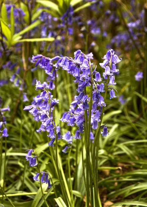 Bluebells