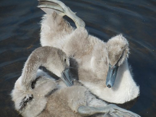 Cygnets, Coombe Abbey