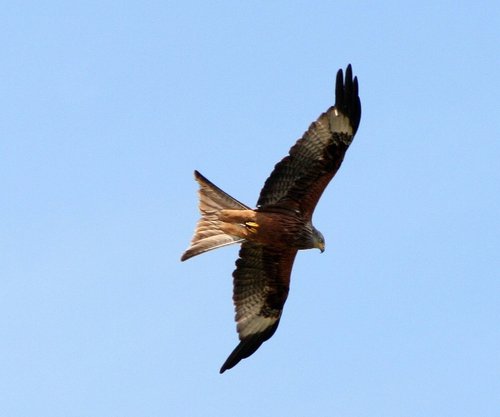 Red Kite