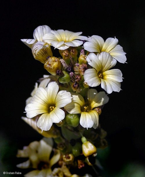 A Dorset Garden, Shillingstone.