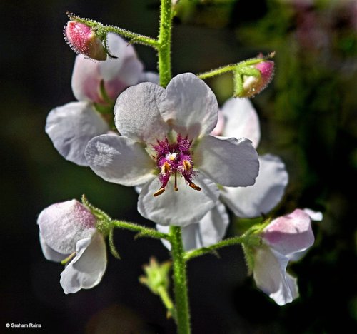 A Dorset Garden, Shillingstone.