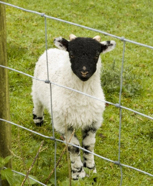 Lamb at Rydal