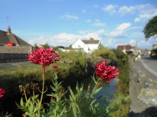 Flowers by the stream, Uphill