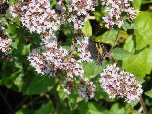 Hedgerow wildlife along the 'Strawberry Line'