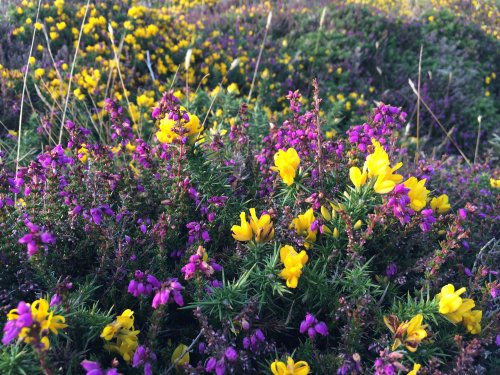 Wildflowers on Mynydd Mawr near Aberdaron