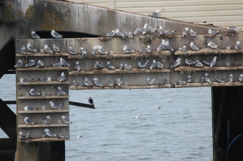Gulls nesting