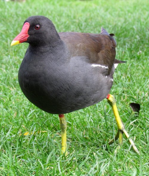 Moorhen