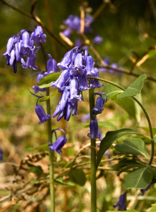 Bluebells in Skelgyll Wood