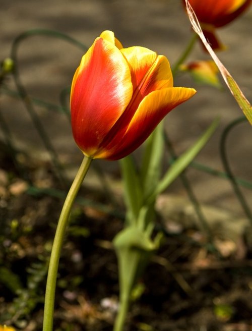 Tulip Ambleside