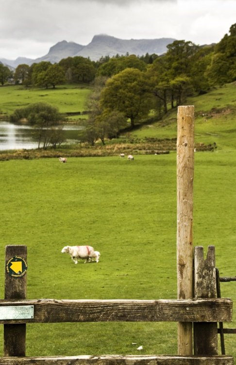 Langdale Pikes from Loughrigg tarn