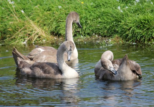 Mute swan (cygnus olor) cygnets on Lancaster Canal near Farleton in Cumbria