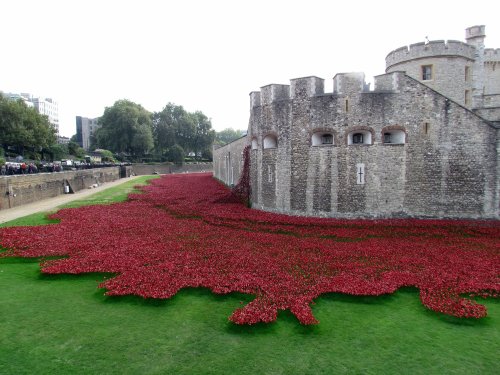 poppies at the Tower of London