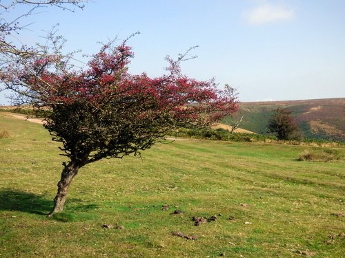 Quantock Hills