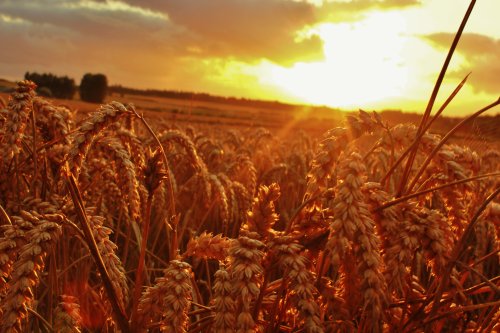 Wheat fields in Great Houghton