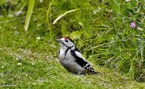 Stour Valley Summer. Shillingstone.