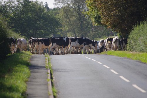 Cattle being moved from field to field at Hessay, North Yorkshire