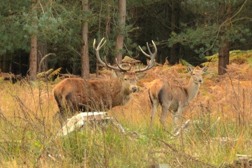 Red Deer Stag