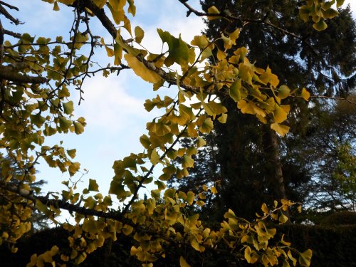 Hergest Croft, Kington