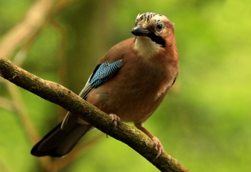 Jay in Heaton Park, Prestwich, Manchester