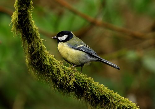 Great Tit in Heaton Park, Prestwich, Manchester