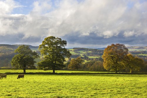 Autumn Colours on the  Chatsworth Estate 4