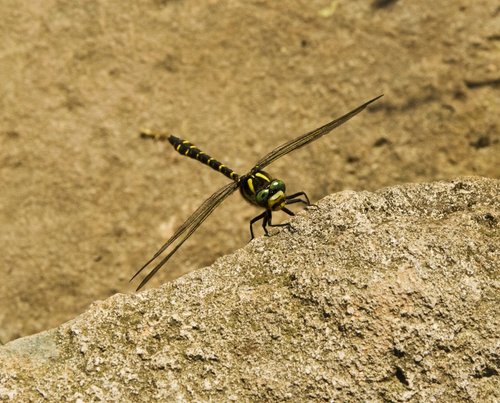 Dragonfly 1