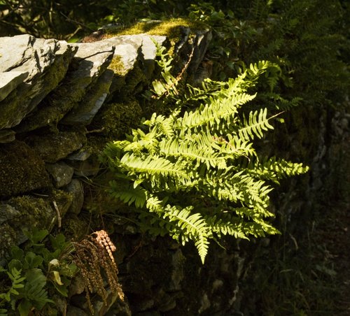 Fern and Wall, Ambleside