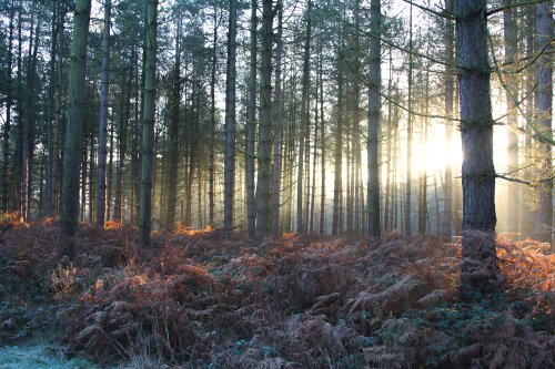 Cannock morning walk