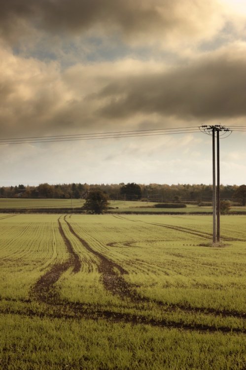 Autumn Field with Pole and Trees