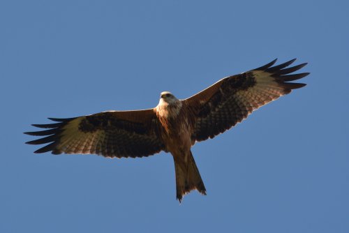 A Red Kite over Stoke Dry