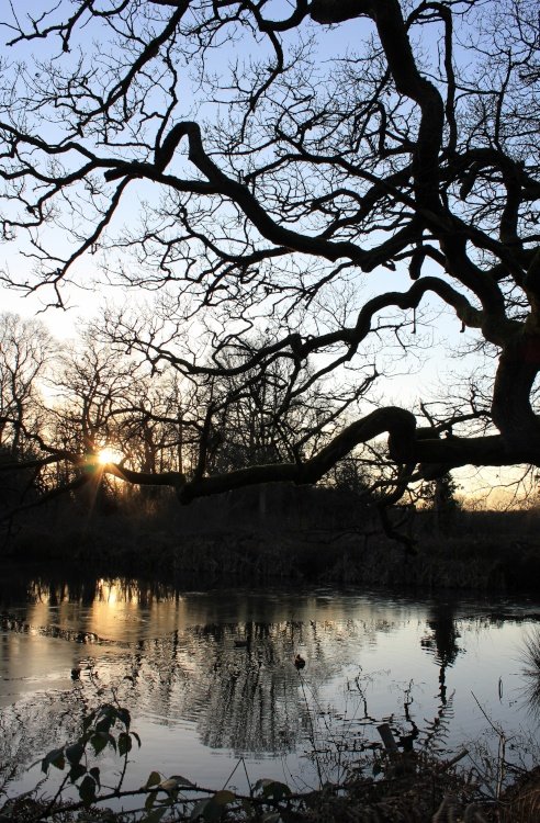 Sundown on Bookham Common